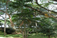 Ptychosperma macarthurii